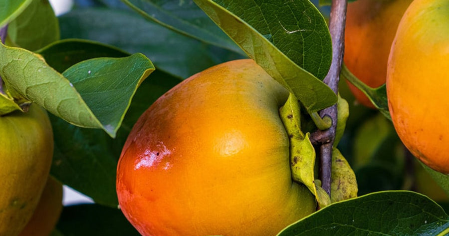 What's in Healing Leaves? The 12 Fruit Tree Leaves in Every Cup