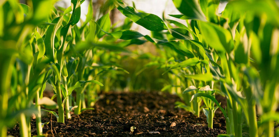 Vibrant green plants growing in rows in a field