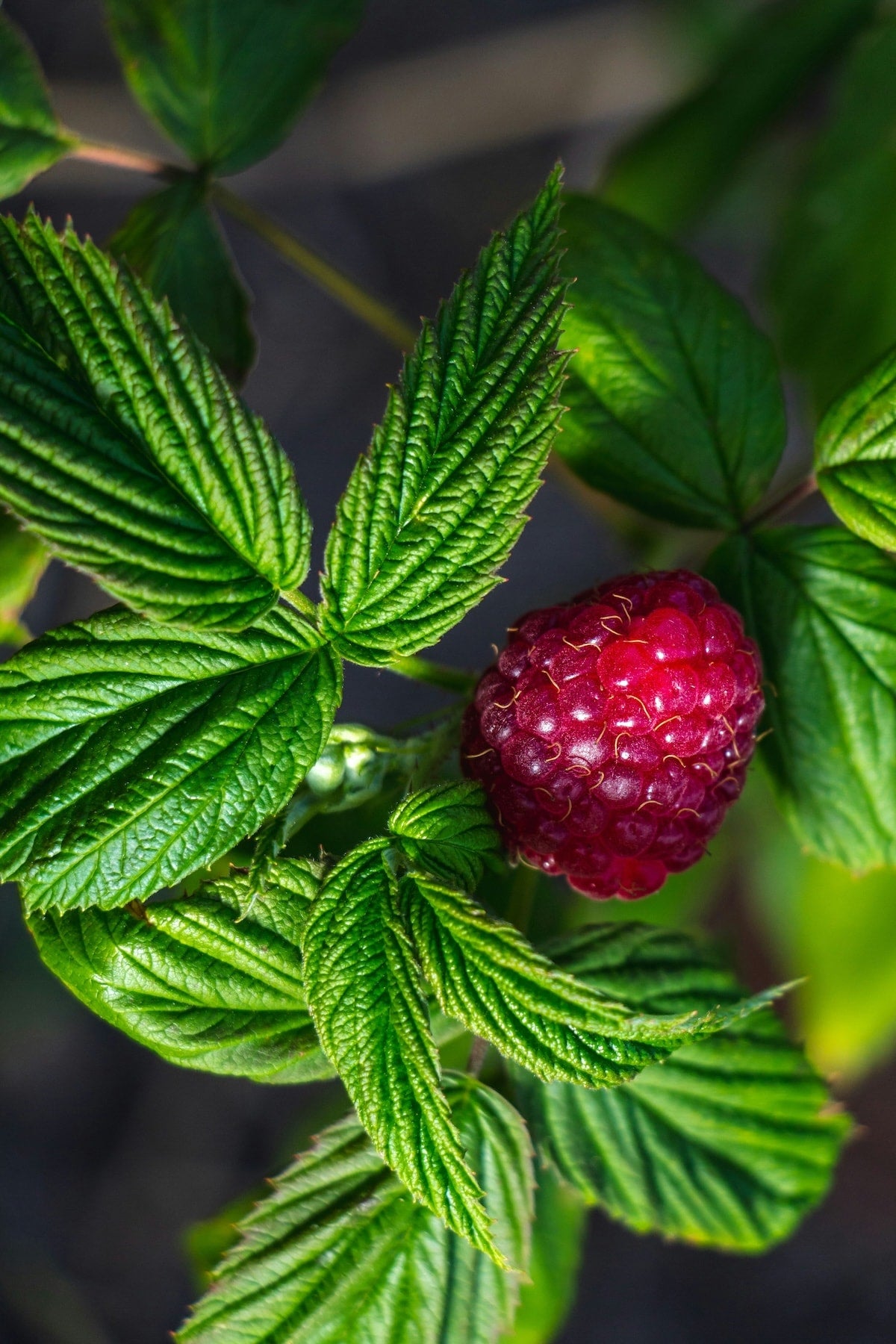 Raspberry leaves