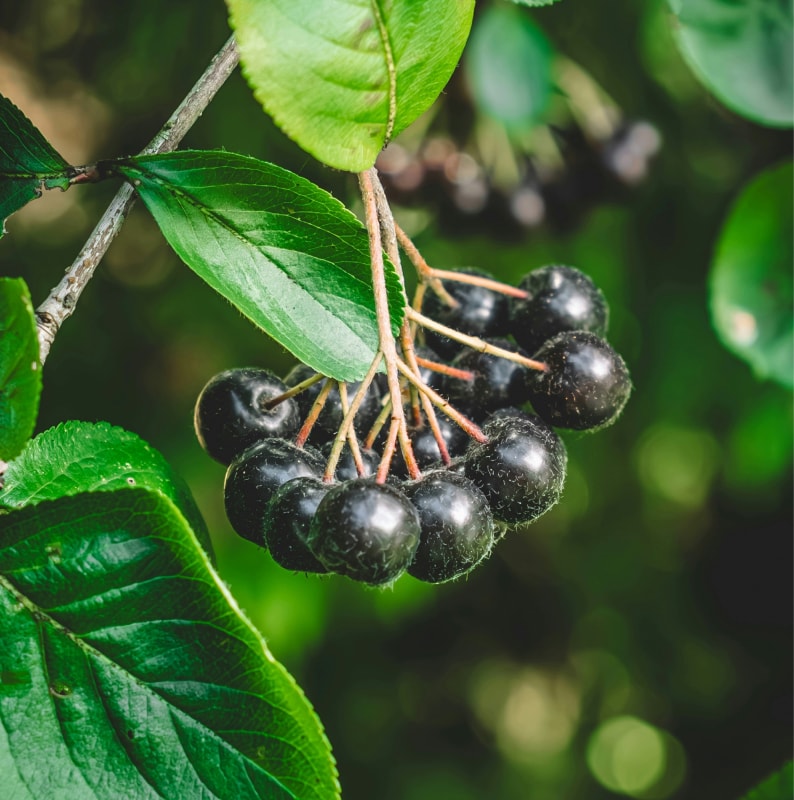  Aronia leaves