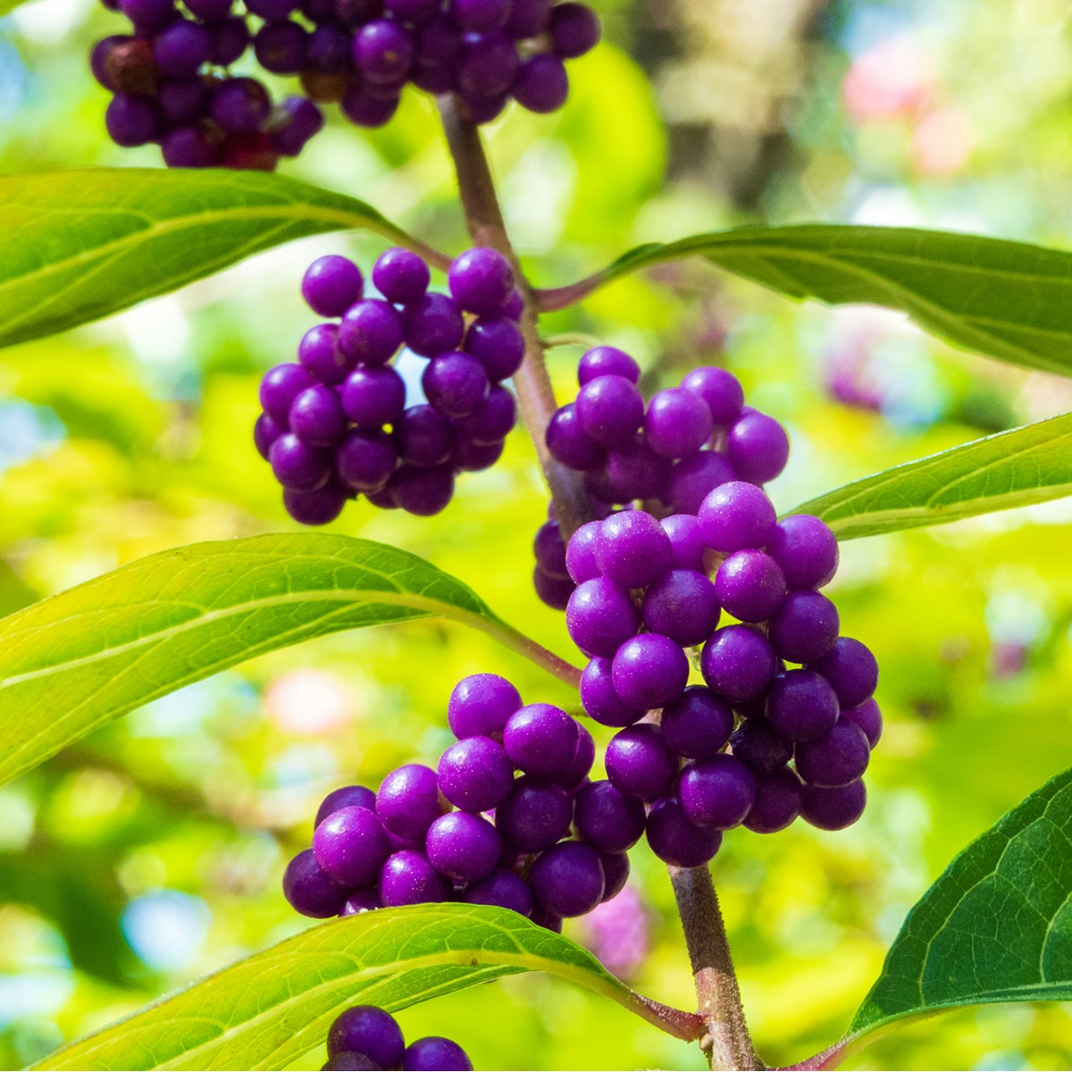 Beautyberry
