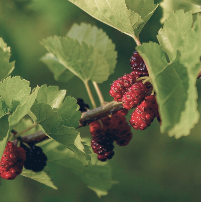 Mulberry leaves