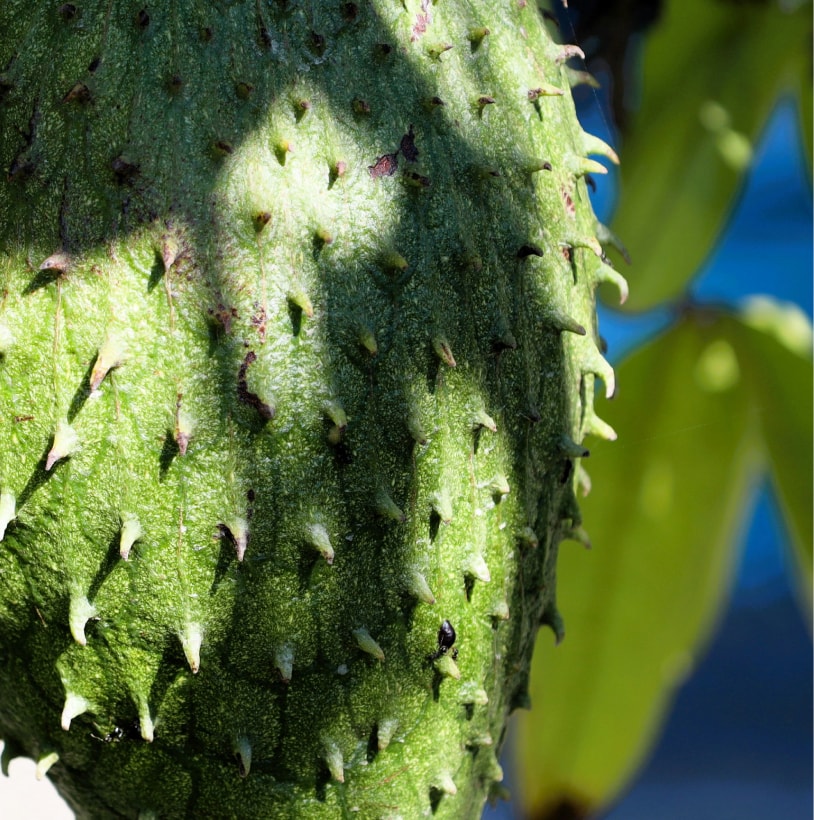 Soursop leaves